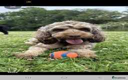 Cockapoo dogs for sale: Beautiful Cockapoo puppies 🐶 😍  - Image 32