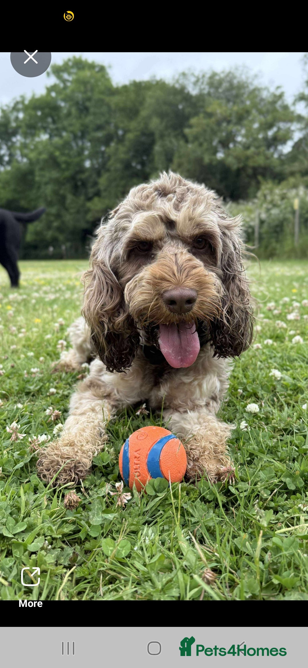 Cockapoo dogs for sale: Beautiful Cockapoo puppies 🐶 😍  - Image 32