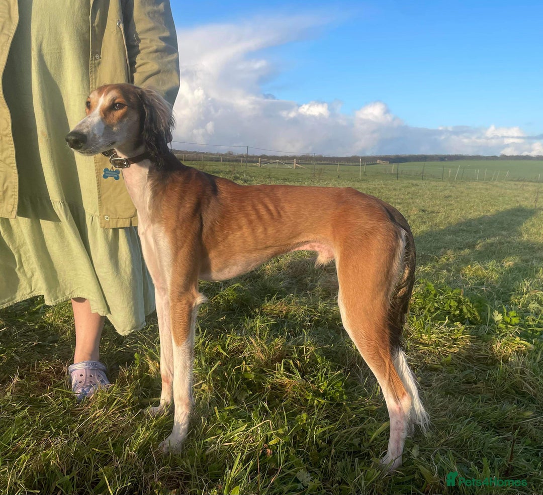 Saluki dogs for stud: KC Registered Saluki Stud in Liskeard - Advert 1