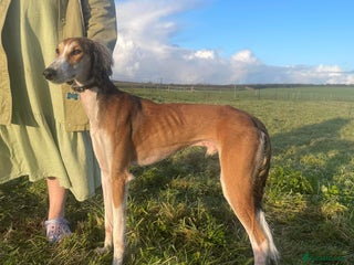 Saluki dogs in Liskeard - Advert 17