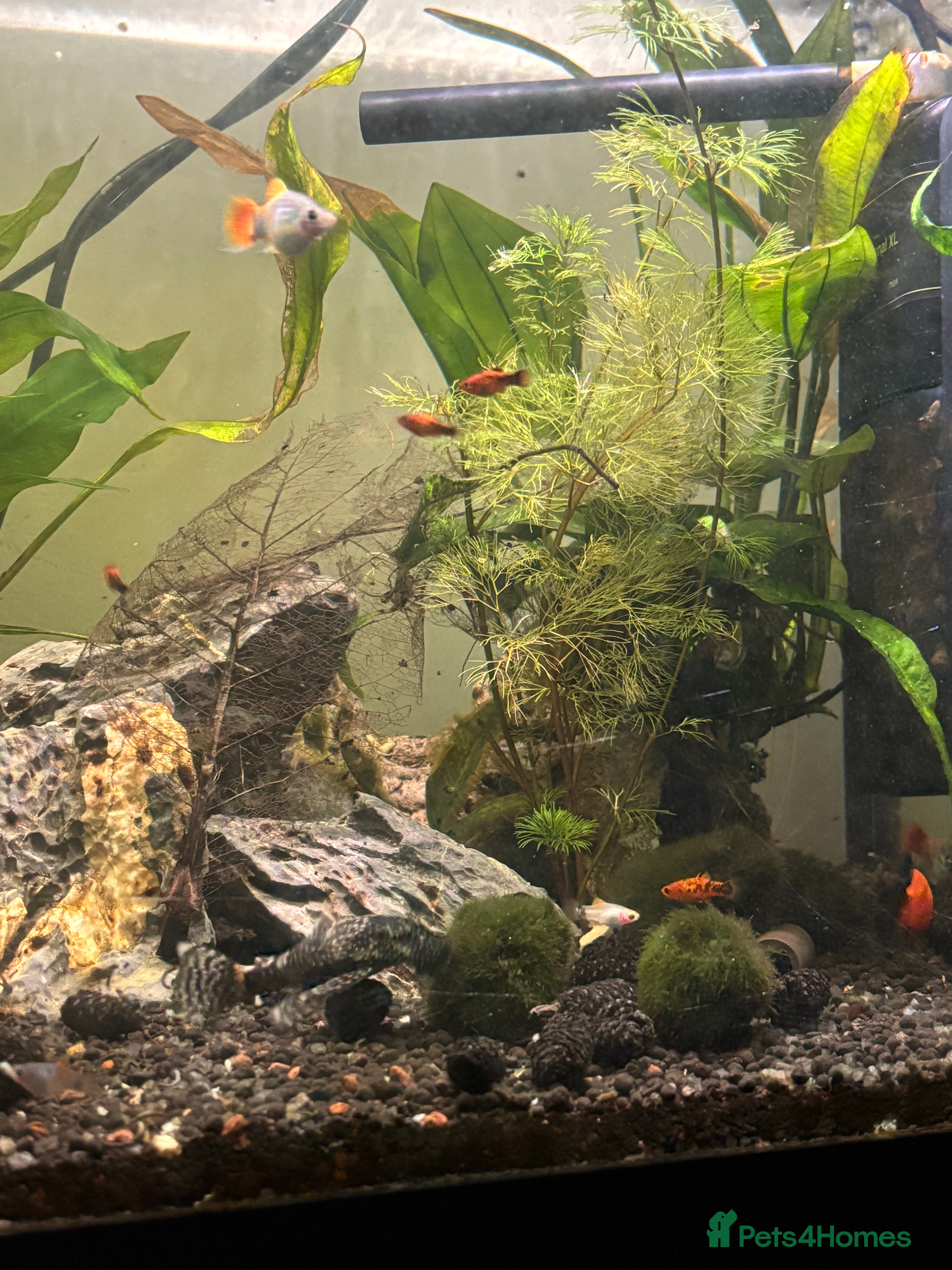 Other/Mixed Breed fish Beautiful livebearers  - Advert 3