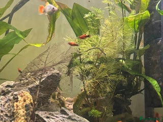 Other/Mixed Breed fish Beautiful livebearers - Advert 3