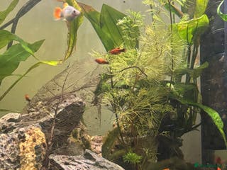 Other/Mixed Breed fish Beautiful livebearers - Advert 17
