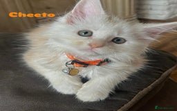 Maine Coon cats for sale: 2 maine coon kittens💕 - Image 5