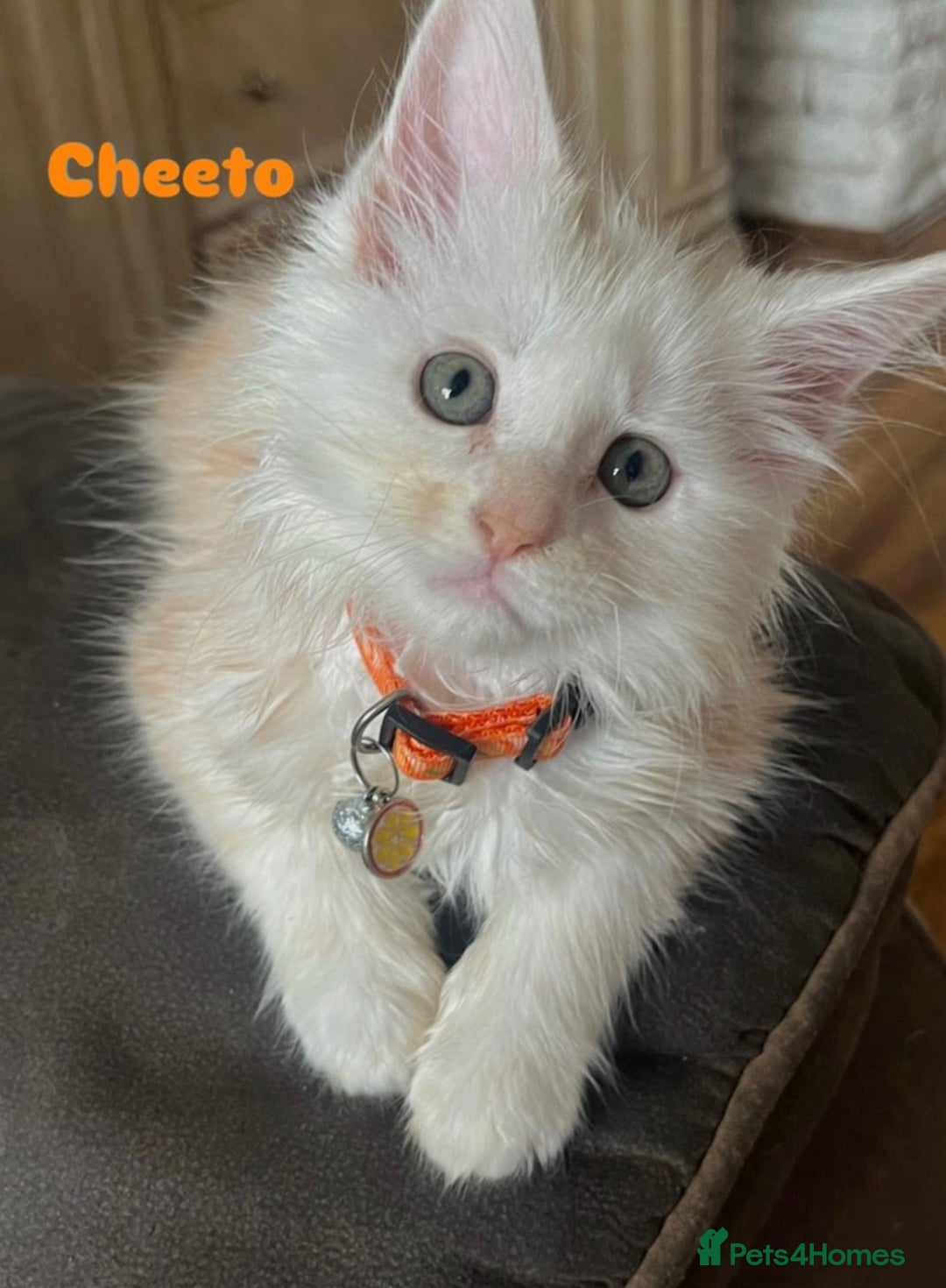 Maine Coon cats for sale: 2 maine coon kittens💕 - Image 5