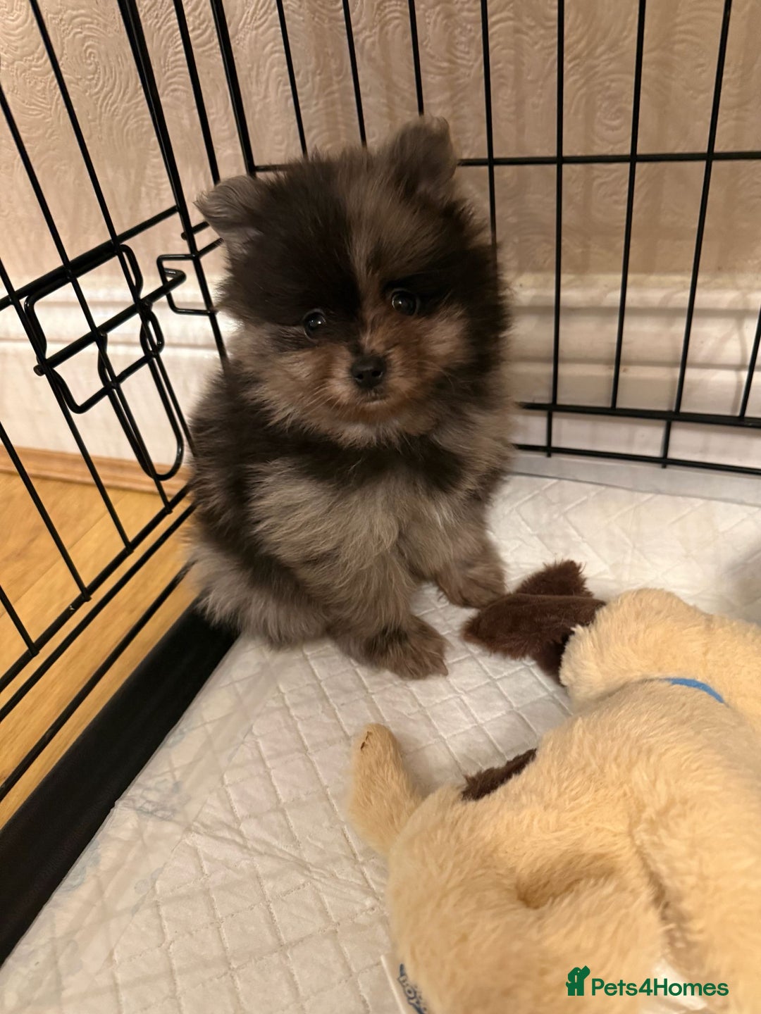 Pomeranian dogs for sale: Pom Puppies - Advert 7