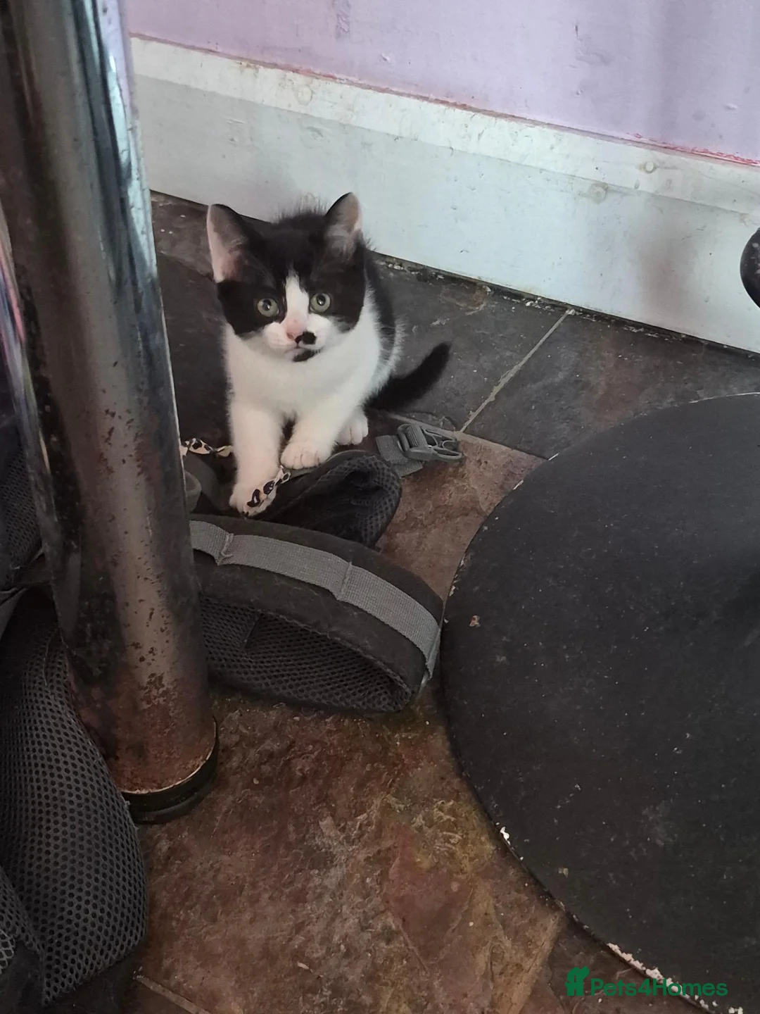 Mixed Breed cats for sale: 4 black and white kittens  - Advert 2