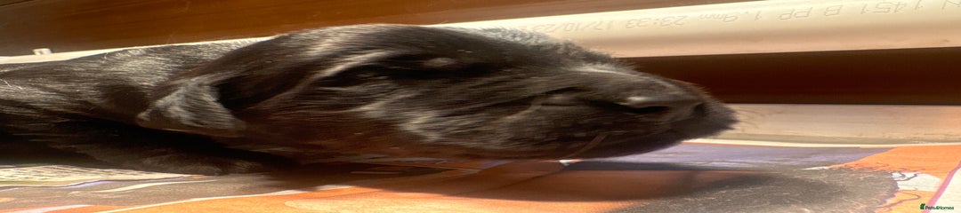 Goldendoodle Puppy 7