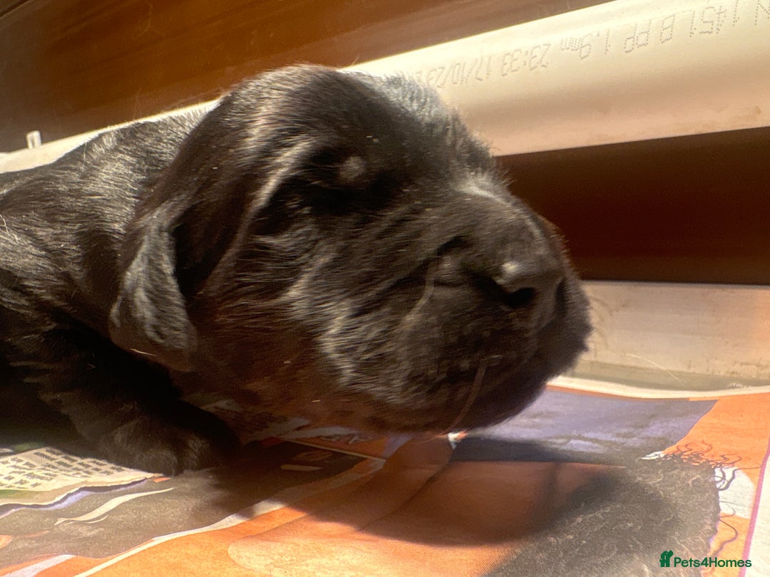 Goldendoodle dogs for sale: F1 Goldendoodle puppies fully heath tested parents - Advert 11