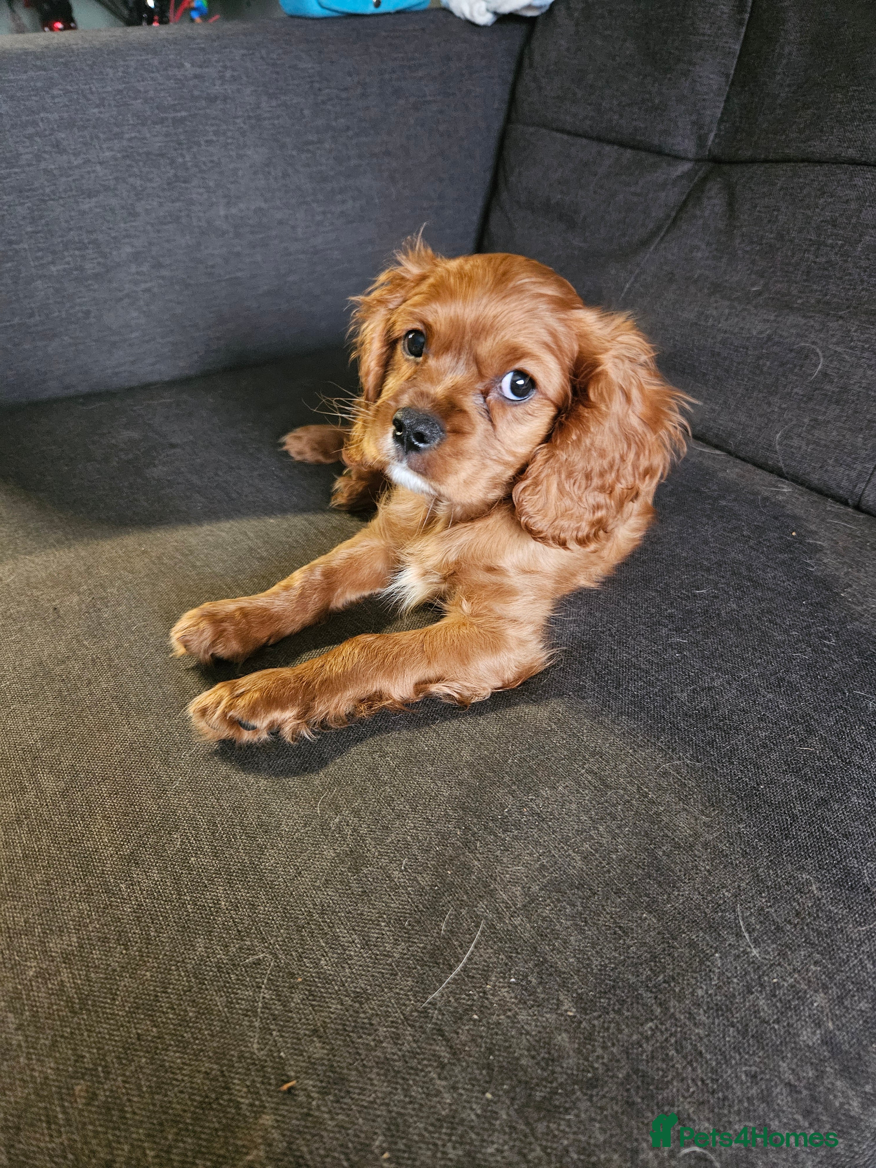 Cavalier King Charles Spaniel dogs Cavalier - Advert 15