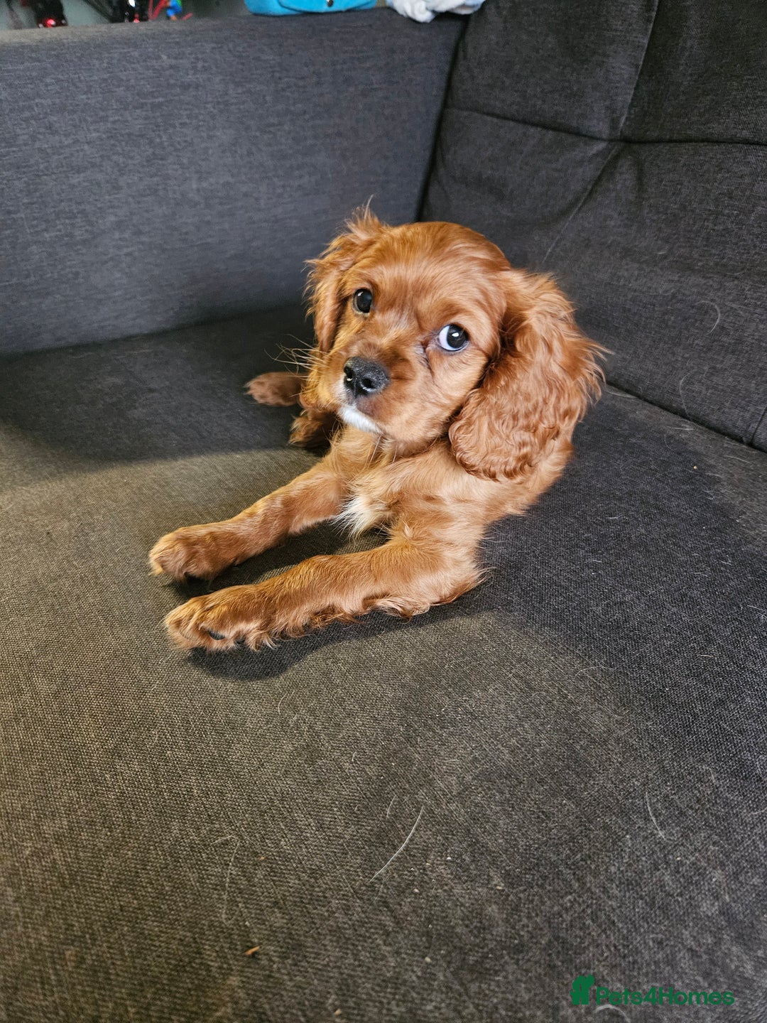 Cavalier King Charles Spaniel dogs for sale: Cavalier - Advert 1