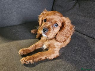 Cavalier King Charles Spaniel dogs Cavalier - Advert 4