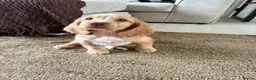 Cocker Spaniel dogs for sale: Show Type Cocker spaniel puppy - Advert 6
