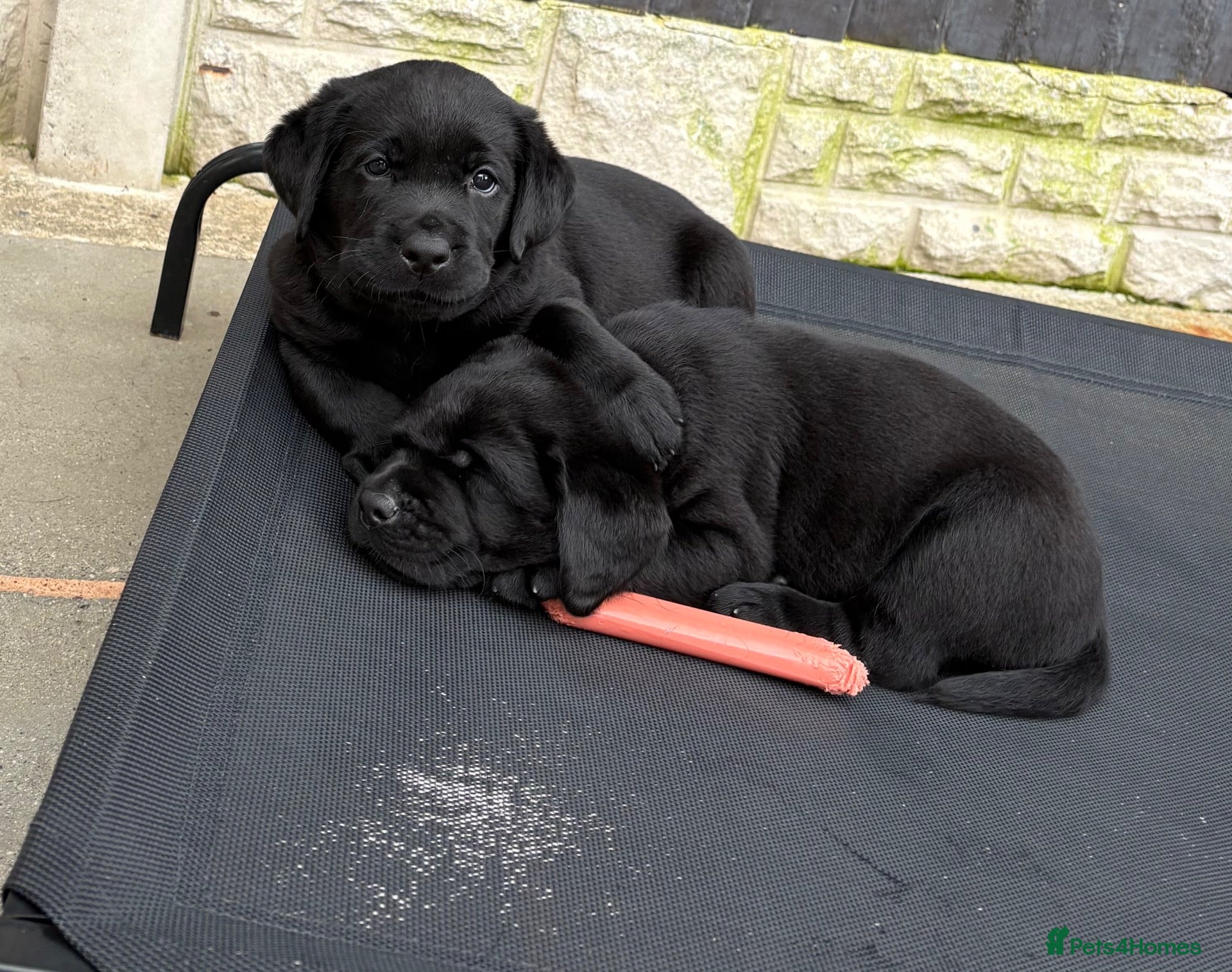 Labrador Retriever dogs Labrador puppies - Advert 1