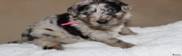 Aussiedoodle dogs for sale: Aussiedoodle F1 Health Tested KC registered parent - Advert 16