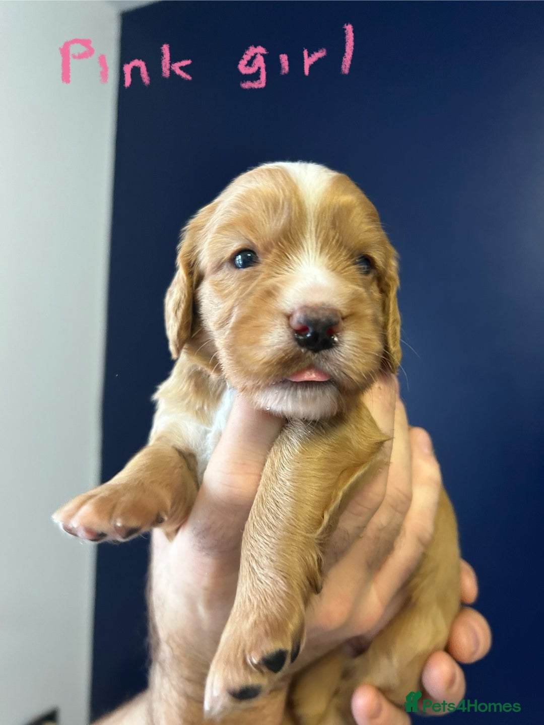 Cocker Spaniel dogs for sale: working cocker spaniel puppies - Image 8