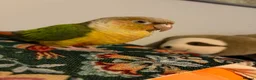 Conures birds for sale: Pineapple conure for sale  - Advert 4