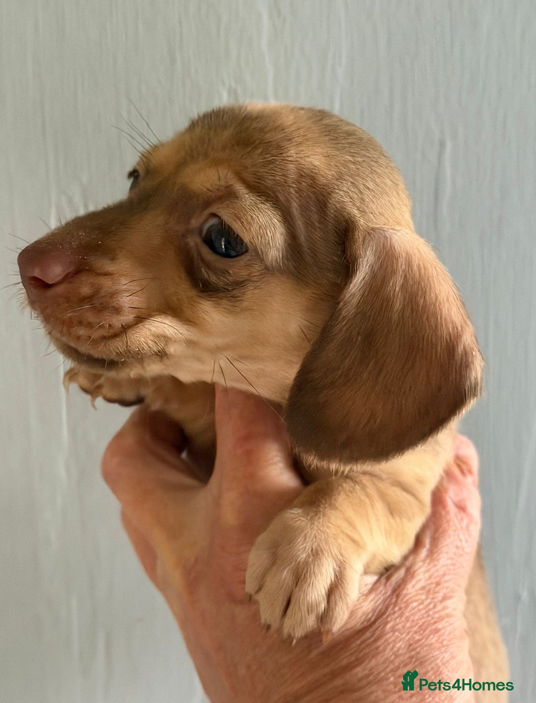 Dachshund dogs for sale: Amazing miniature dashhounds  - Advert 3
