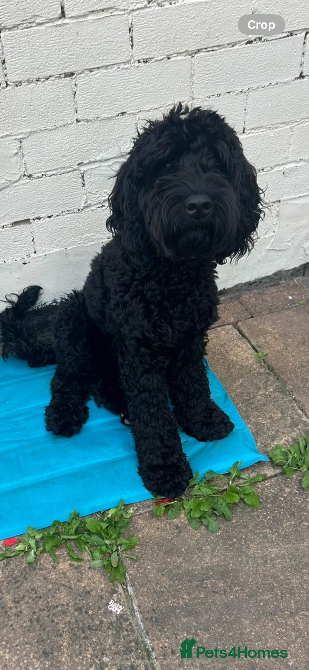 Cockapoo dogs for stud: Beautiful natured cockapoo for stud - Advert 3