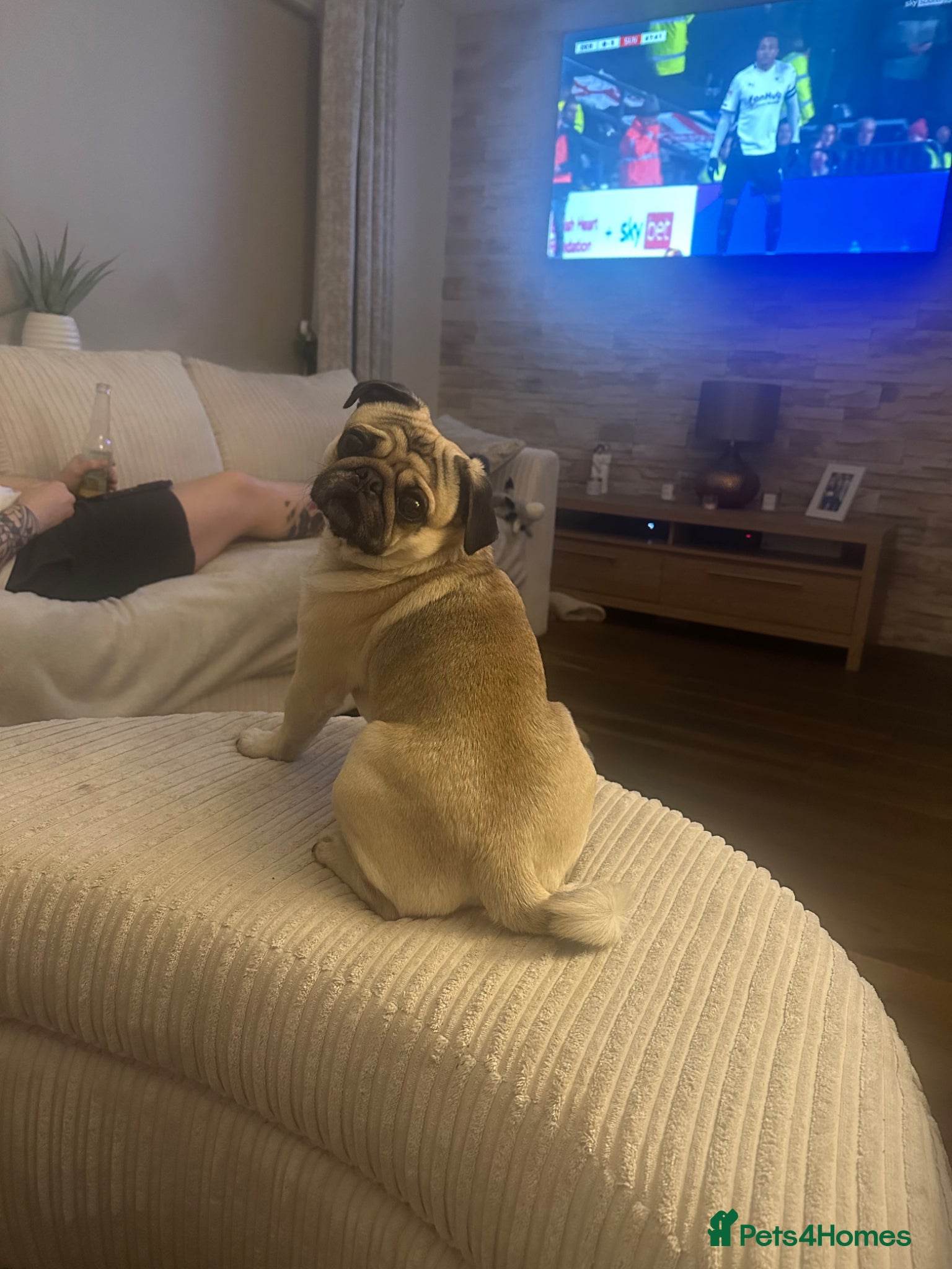 Pug dogs for stud: Pug to breed  - Advert 8