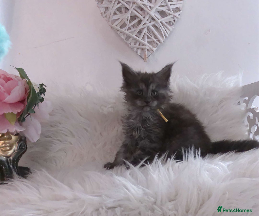 Maine Coon cats for sale: 2 kittens left In Search of Loyal Human Servant - Image 9