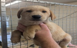 Mixed Breed dogs for sale: Gorgeous Sheprador Puppies  - Image 2