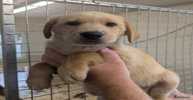 Mixed Breed dogs - Advert 11