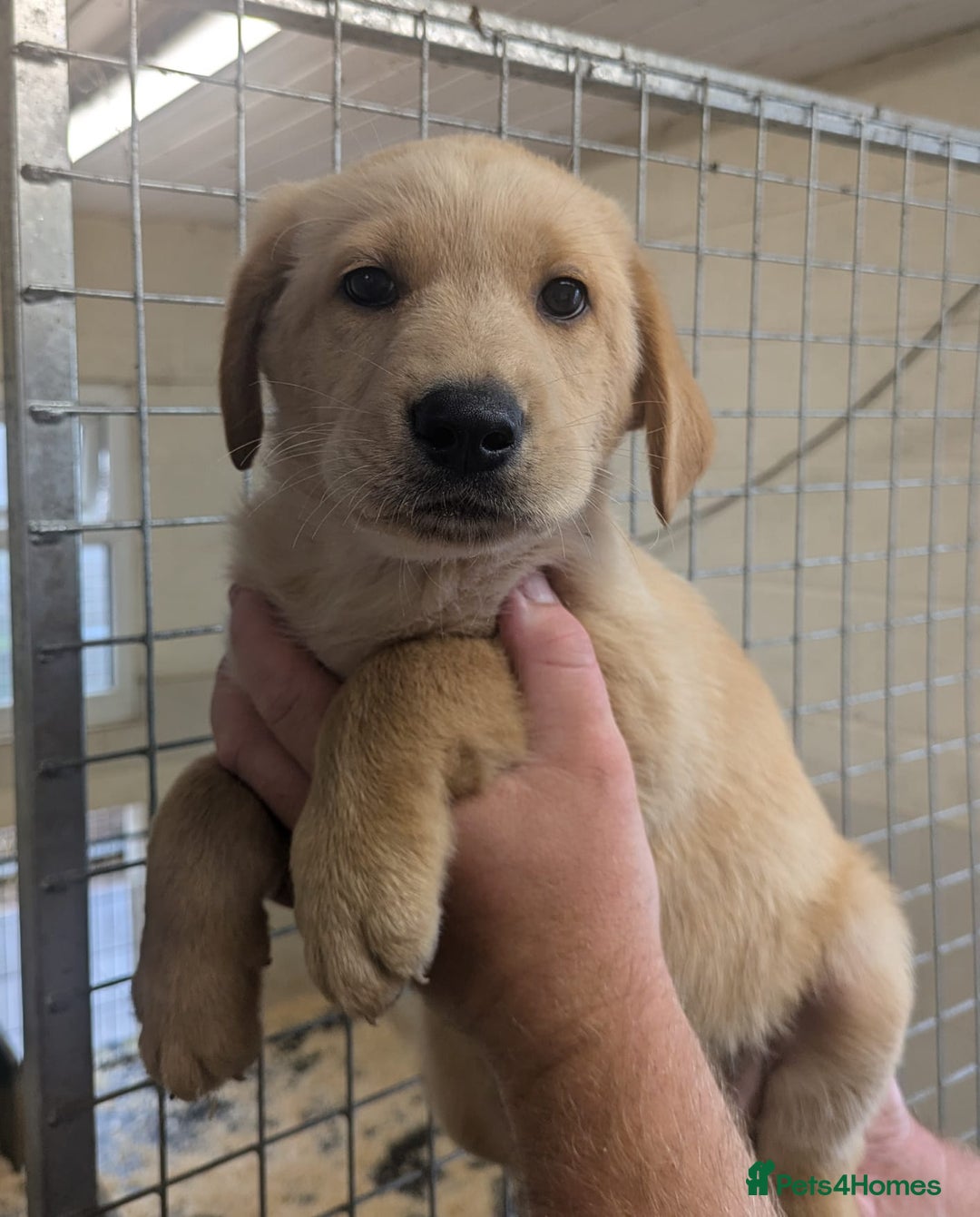 Mixed Breed dogs for sale: Gorgeous Sheprador Puppies  - Image 2