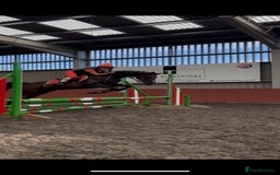 Arabian horse horses for sale: 14.2hh Part Bred Arab Allrounder - Image 6
