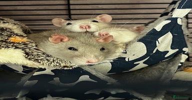 Rat rodents - Advert 4