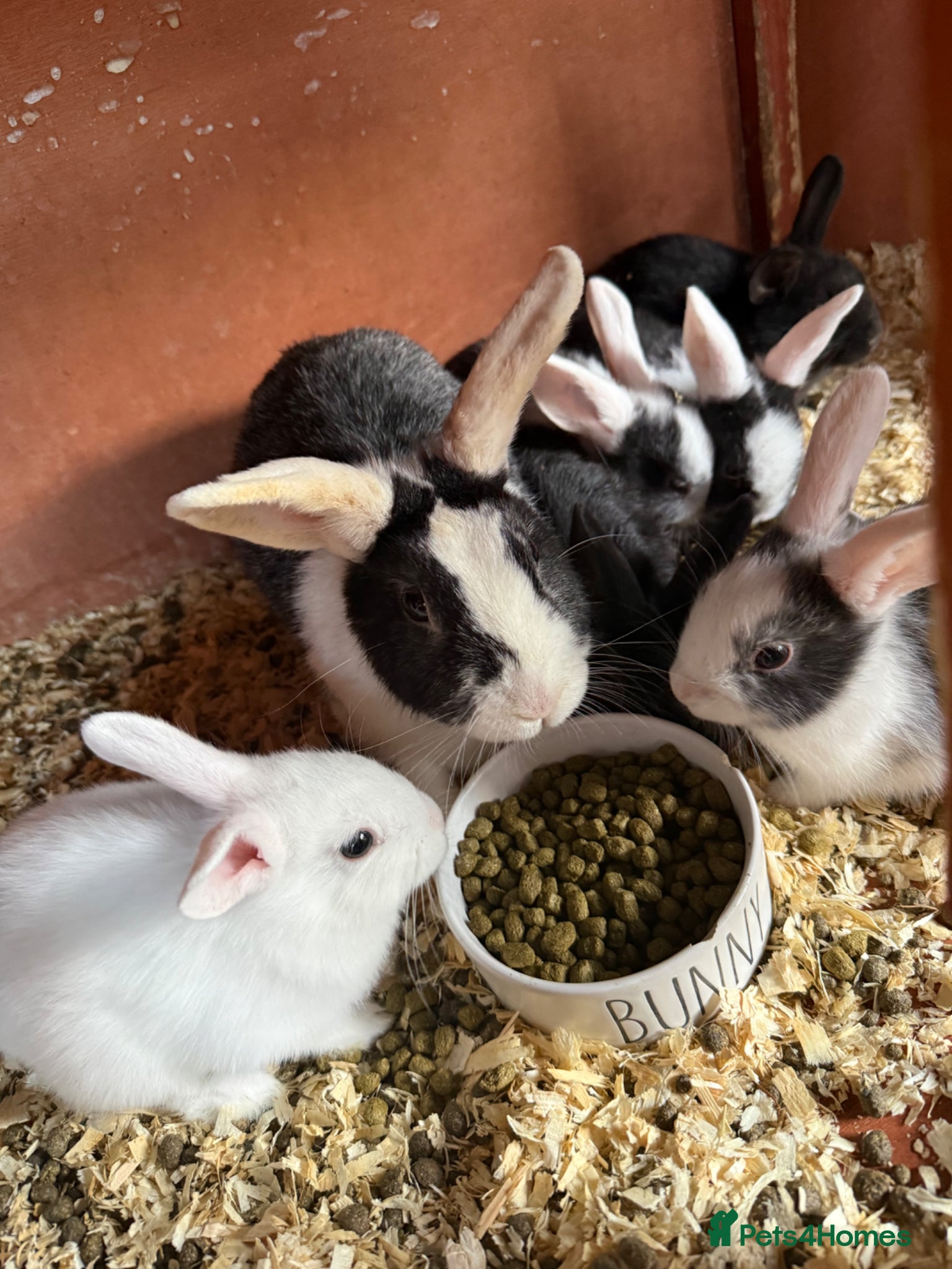 Mixed Breed rabbits Rabbits for sale - Advert 1