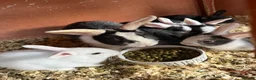 Mixed Breed rabbits for sale: Rabbits for sale in Lincoln - Advert 1