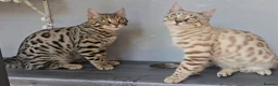 Bengal cats for sale: 🔥Stunning Bengal boys ready to leave🔥 - Advert 8