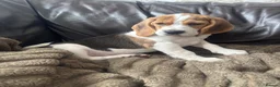 Beagle dogs for sale: Beautiful Beagles(ready now) - Advert 5