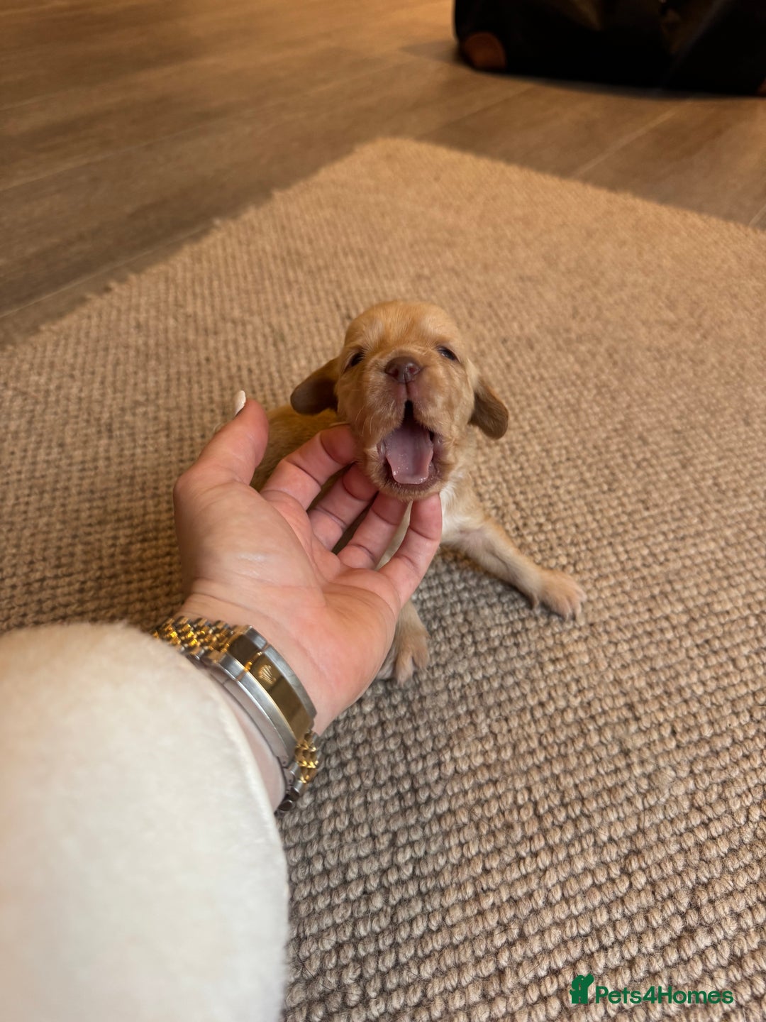 Cockerdor dogs for sale: Cockerdor/ Spanador Puppies. KC registered parents - Advert 10