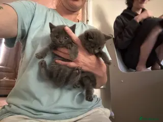 British Shorthair cats 🐻 MR. BEAR 🐻 Mixed BsH boy - Advert 18