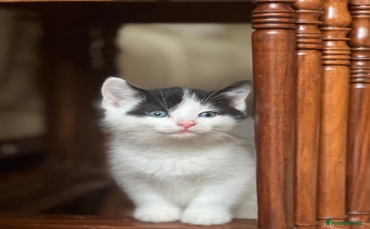 Domestic Shorthair cats - Advert 10