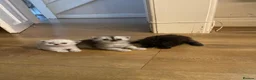 Persian cats for sale: 3 beautiful pure bred Persian kitten - Advert 6