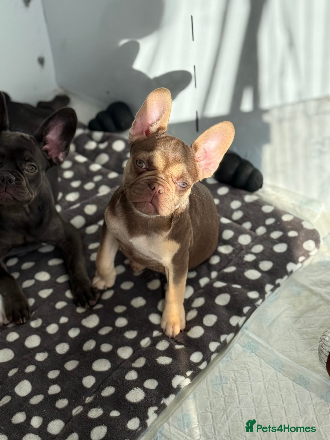 French Bulldog dogs for sale: Miss White X Kastro  - Advert 16