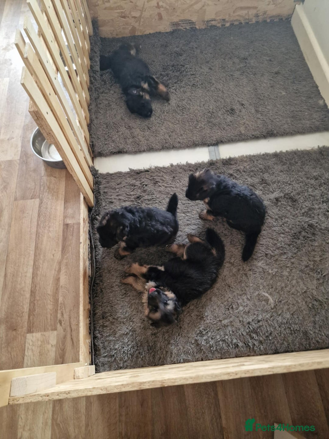 German Shepherd dogs for sale: For sale - Image 3