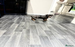 Mixed Breed dogs for sale: Dachshund x jack russell - Image 4