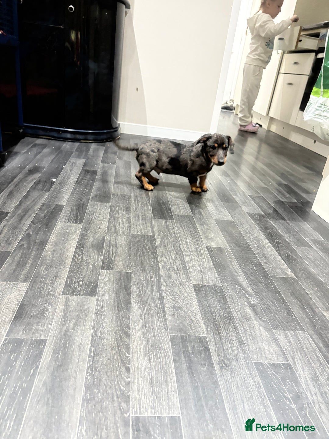 Mixed Breed dogs for sale: Dachshund x jack russell - Image 4