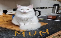 Turkish Angora cats for sale: Last Turkish angora girl - Image 8
