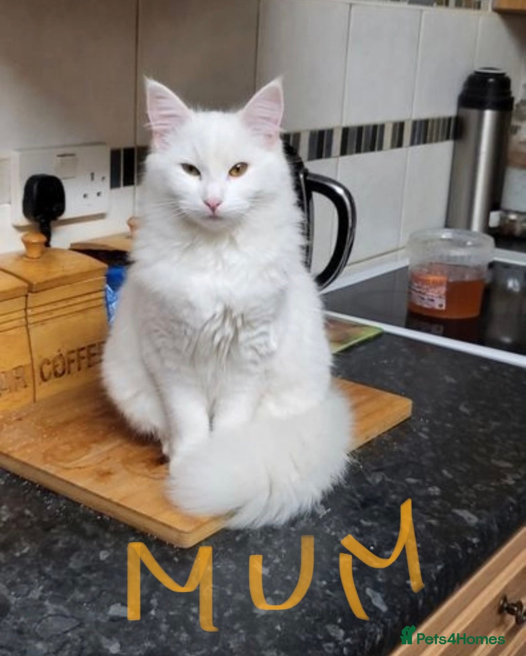 Turkish Angora cats for sale: Last Turkish angora girl - Image 8