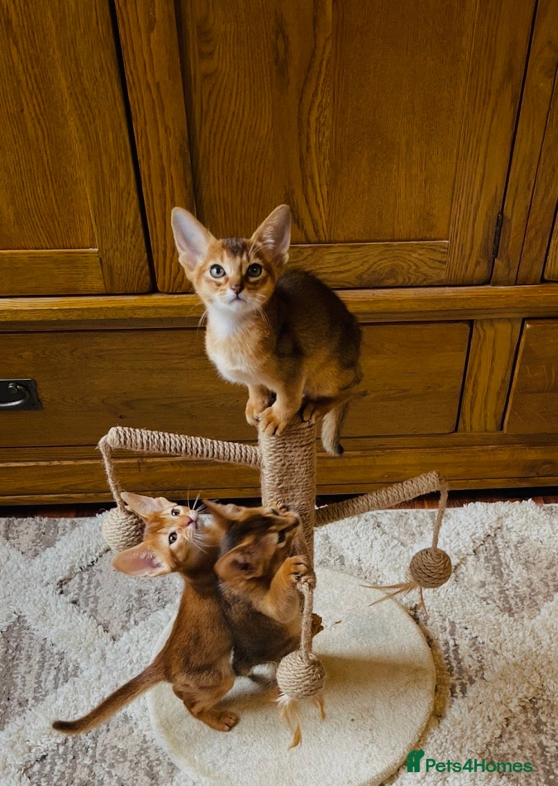 Abyssinian cats 11 Weeks Female 🏆🥇🏵️Top Quality Champion ln  - Advert 2