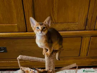 Abyssinian cats 11 Weeks Female 🏆🥇🏵️Top Quality Champion ln - Advert 4