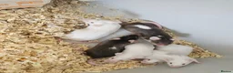 Mouse rodents for sale: Fancy mice  - Advert 8