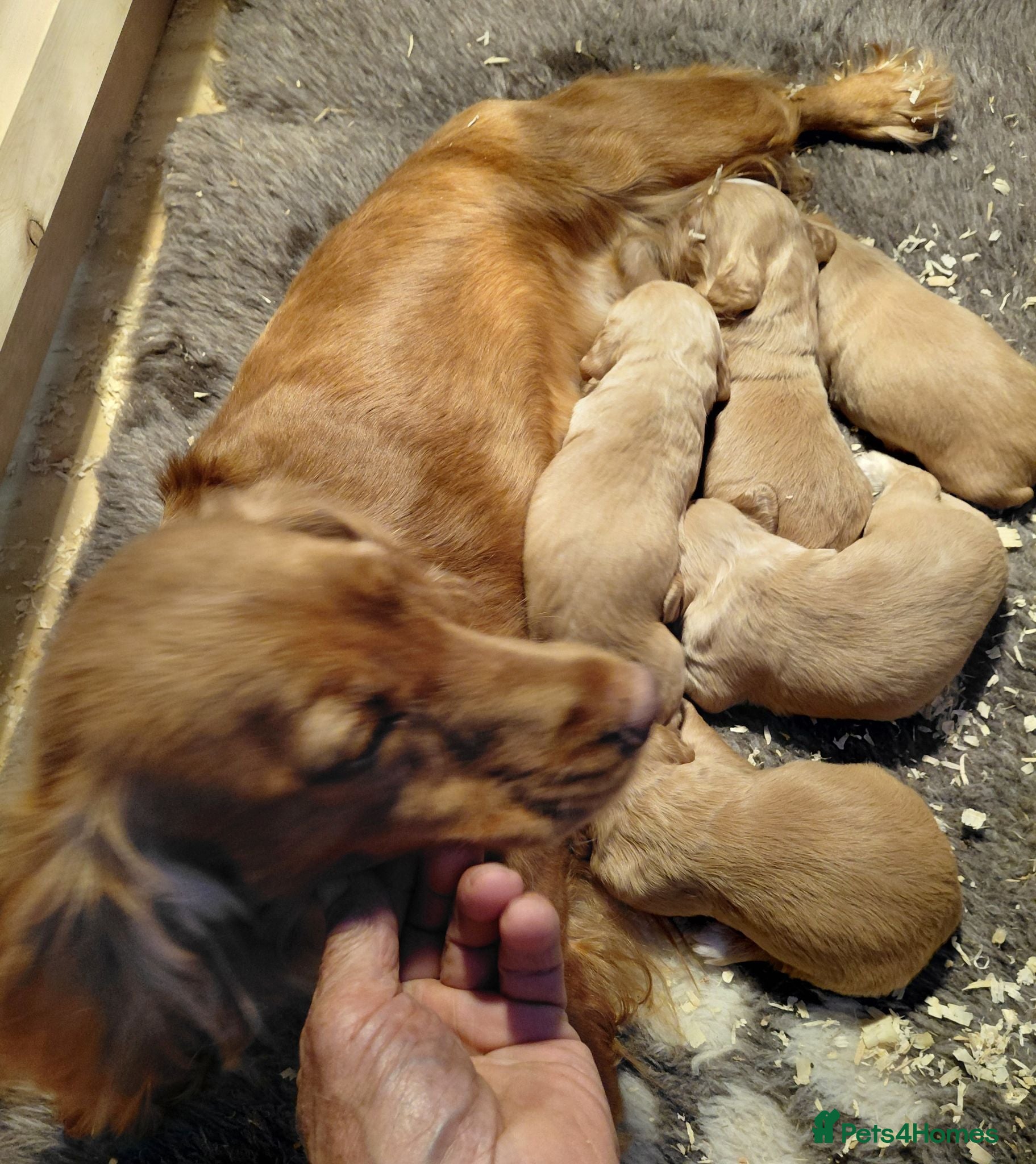Cocker Spaniel dogs Working Cocker Spaniel puppies - Advert 1