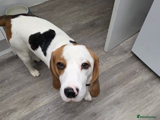 Beagle dogs Barnie - Advert 1