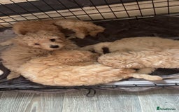 Cockapoo dogs for sale: Cockapoo puppies for  - Image 4